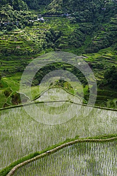 Rice field terraces in philippines