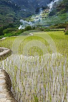 Rice field terraces in philippines