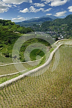 Rice field terraces in philippines