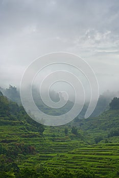 Rice field terraces in philippines