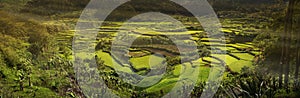 Rice field terraces in Philippines