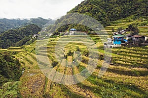 rice field terraces in the philippines, traditional rice cultivation in asia