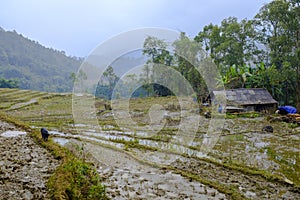 Rice field terraces in Sa Pa