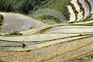 Rice field terraces. Sapa, Lao Cai Province, north-west Vietnam