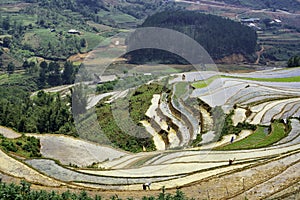 Rice field terraces. Sapa, Lao Cai Province, north-west Vietnam