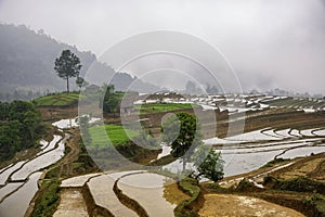 Rice field terraces in Sapa, Lao Cai Province, north-west Vietnam