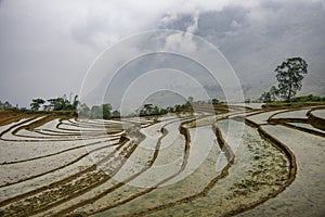 Rice field terraces in Sapa, Lao Cai Province, north-west Vietnam