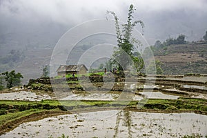 Rice field terraces in Sapa, Lao Cai Province, north-west Vietnam