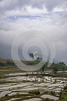 Rice field terraces Sapa, Lao Cai Province, north-west Vietnam