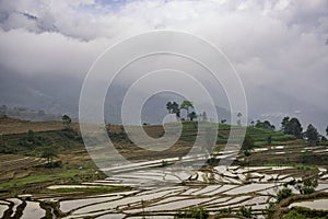 Rice field terraces Sapa, Lao Cai Province, north-west Vietnam