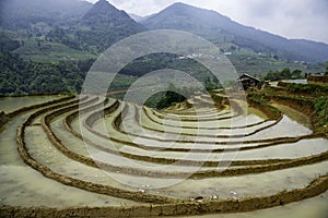 Rice field terraces.Sapa, Lao Cai Province, north-west Vietnam