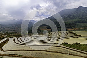 Rice field terraces Sapa, Lao Cai Province, north-west Vietnam