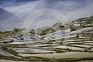 Rice field terraces Sapa, Lao Cai Province, north-west Vietnam