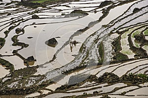 Rice field terraces in Sapa, Lao Cai Province, north-west Vietnam