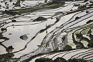 Rice field terraces in Sapa, Lao Cai Province, north-west Vietnam