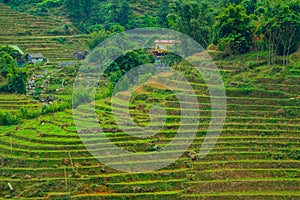 Rice field terraces in Sapa, North Vietnam