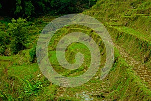 Rice field terraces in Sapa, Vietnam