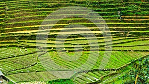 Rice field terraces in Sapa, Vietnam