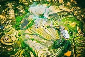 Rice field terraces at Sapa Vietnam.