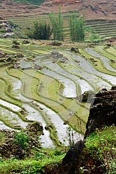 Rice terraces in Sa Pa Valley, Vietnam photo