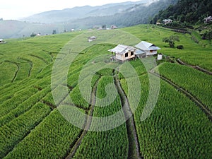 Rice field Terraces thailand