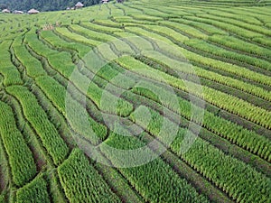 Rice field Terraces thailand