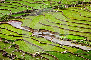 Rice field terraces, Vietnam