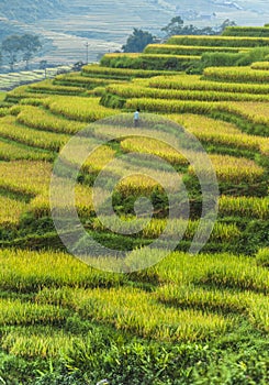 Rice field terraces in Vietnam