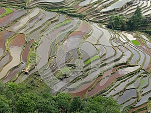 Rice field terraces in Yunnan, China.