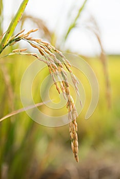 Rice field in thailand