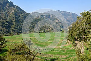 Rice field on Tinau gorge view from Siddhartha Highway, Nepal