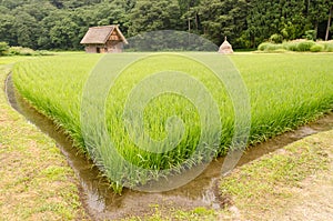 Rice field with traditional house