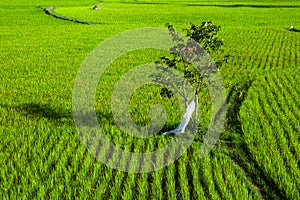 Rice field with a tree and footpath