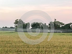 Rice Field Tropical Country Ready Harvest