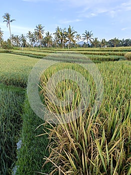 Rice field tropical ubud green bali