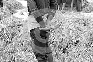 Rice Field, Ubud, Bali