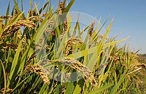 Rice field photo