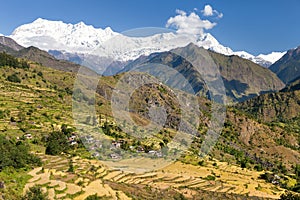 Rice field under Dhaulagiri Himal