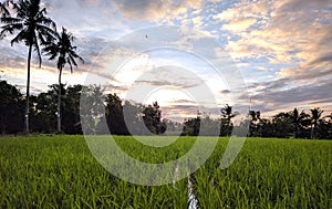 Rice field