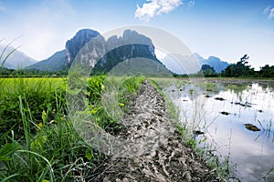 Rice field in Vang Vieng Laos