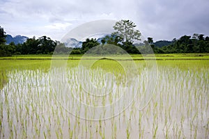 Rice field in Vang Vieng Laos II