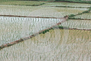 Rice field in Vietnam