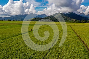 rice field view from above