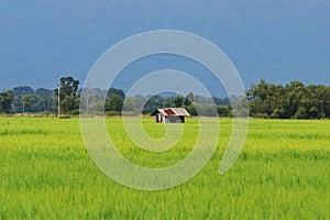 Rice field view in Nakhonnayok province, Thailand