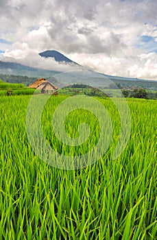 Rice field with volcano in the clouds. Bali, Indonesia.