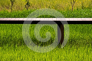 Rice field with walk way