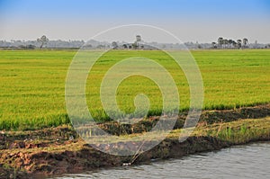 Rice field on the way back from Tonele Sap Lake