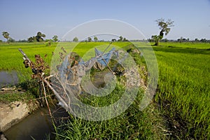 Rice field weather patterns and growing cycle through seasons Asia