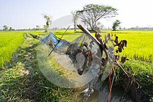 Rice field weather patterns and growing cycle through seasons Asia