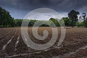 Rice field weather patterns and growing cycle through seasons Asia